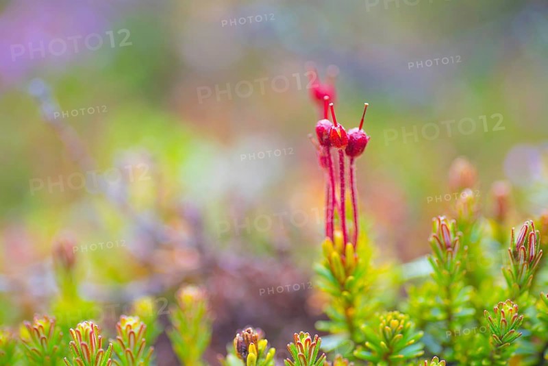 Young blue heath (Phyllodoce caerulea), bud, vertical format, Tynset, Innlandet, Norway, Europe