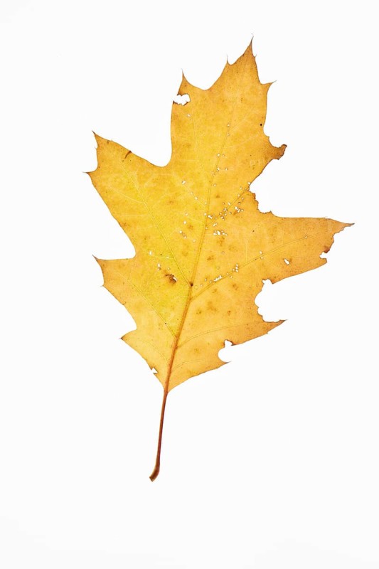 Autumn-coloured leaf of an American white oak (Quercus alba), tree, free-standing, Vechta, Lower Saxony, Germany, Europe