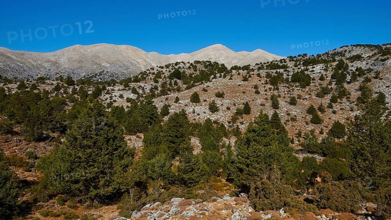 Niatos Plateau, Forest-covered hills and ridges under a wide blue sky, Lefka Ori, White Mountains, near Askifou, Sfakia, West Crete, Crete, Greece, Europe