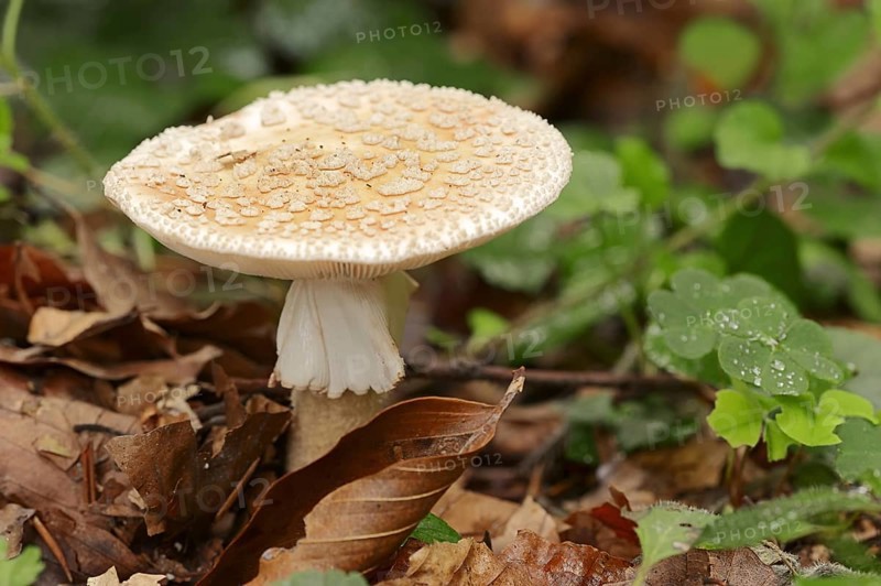 Pearl mushroom or blusher (Amanita rubescens), North Rhine-Westphalia, Germany, Europe