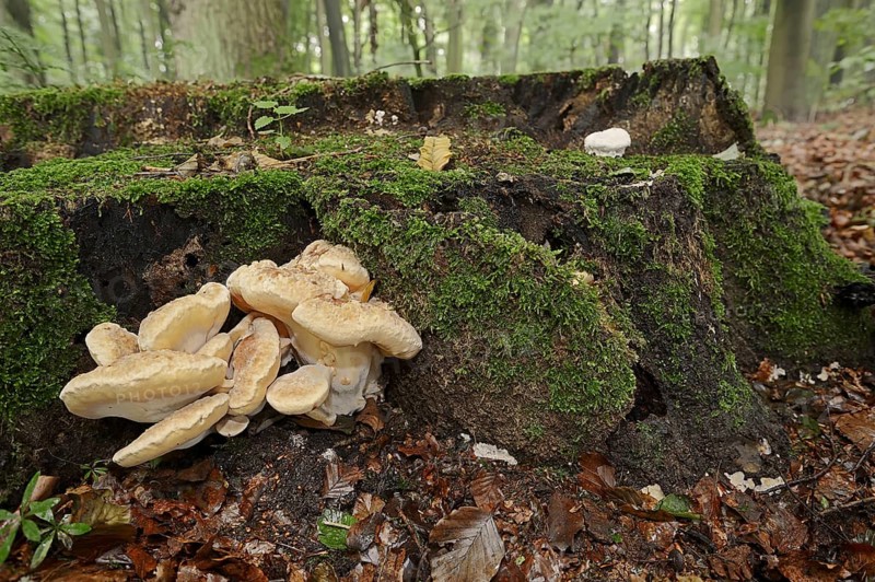 Giant polypore (Meripilus giganteus), North Rhine-Westphalia, Germany, Europe
