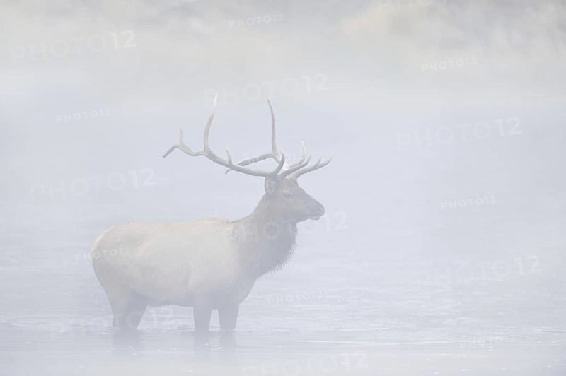 Wapiti (Cervus canadensis, Cervus elaphus canadensis), male crossing a river in the morning mist, Yellowstone National Park, Wyoming, USA, North America