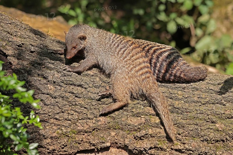 Zebra mongoose (Mungo mongoose)