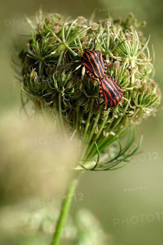 Italian striped bugs (Graphosoma lineatum), July, Saxony, Germany, Europe