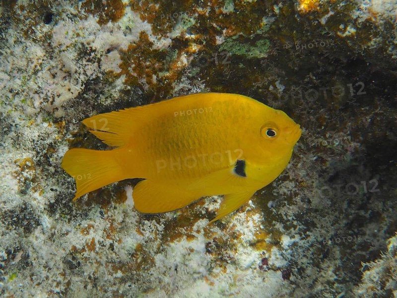 Sulphur demoiselle (Pomacentrus sulfureus) swimming underwater near a rock formation. Dive site House Reef, Mangrove Bay, El Quesir, Red Sea, Egypt, Africa