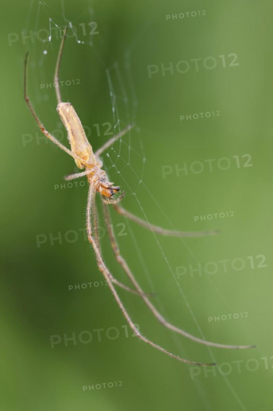 Common stretch-spider (Tetragnatha extensa) in a web, North Rhine-Westphalia, Germany, Europe