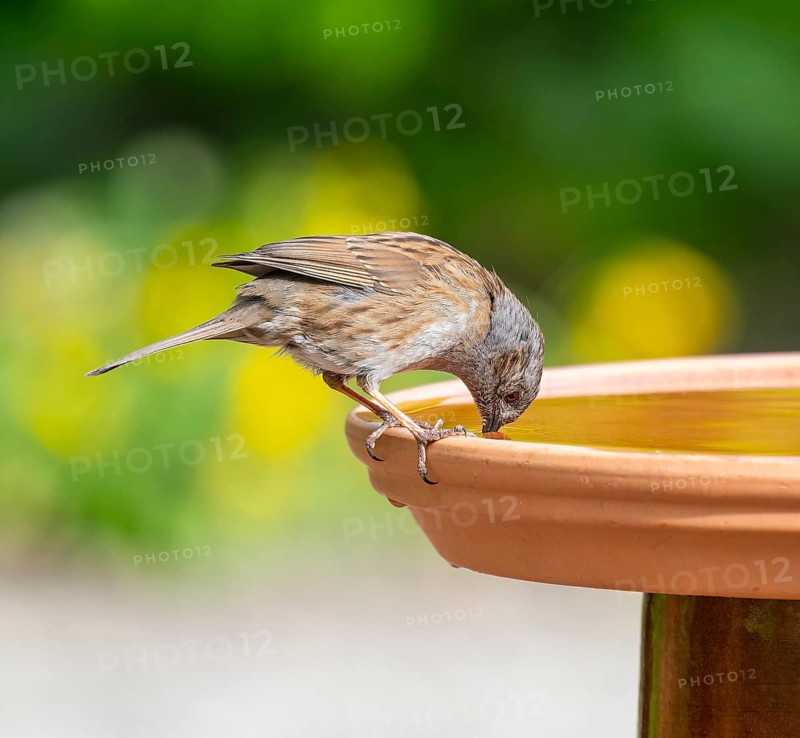 Dunnock (Prunella modularis) sitting on a bird bath and drinking water, Lower Saxony, Germany, Europe