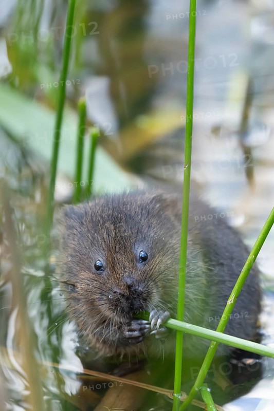 Water vole (Arvicola amphibius) adult animal feeding on a reed plant stem in a pond in the summer, Suffolk, England, United Kingdom, Europe