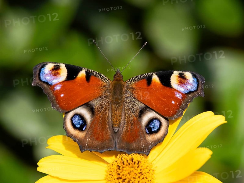 Peacock butterfly (Inachis Nymphalis io) on a flower of the sun-eye (Heliopsis), North Rhine-Westphalia, Germany, Europe