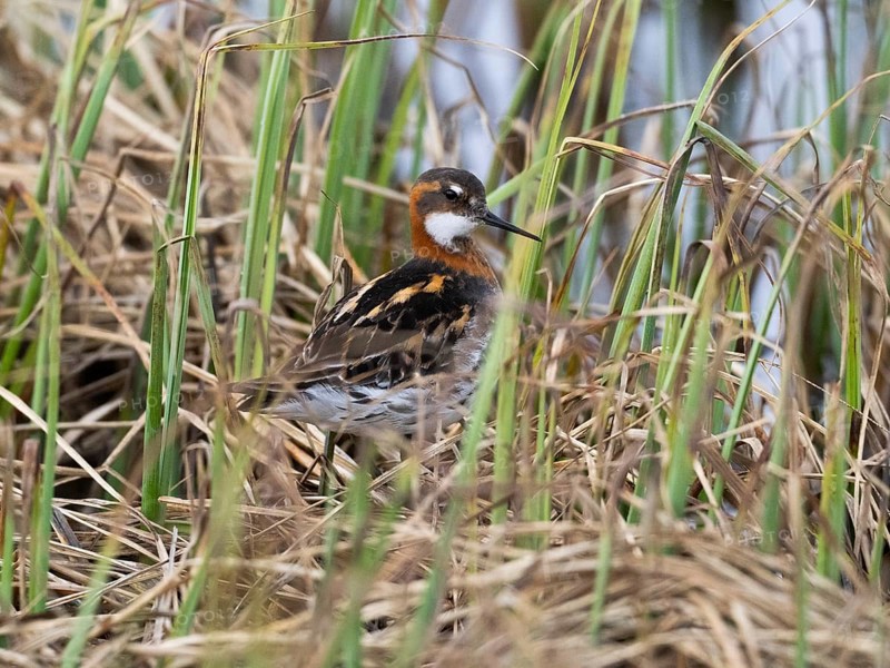 Red-necked phalarope (Phalaropus lobatus), female in breeding plumage, resting at edge of moorland pool, May, Varanger Fjord, Norway, Europe