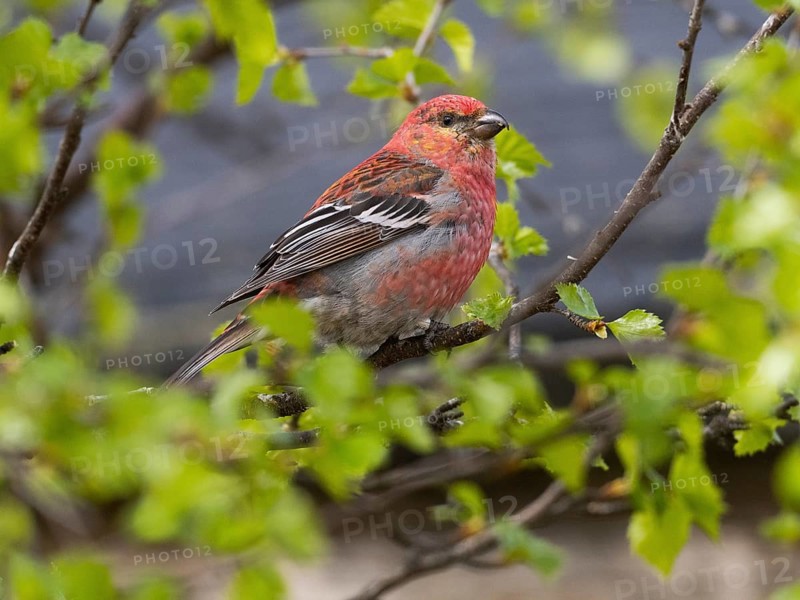 Pine Grosbeak (Pinicola enucleator), adult male perched in a birch tree, May, Finnish Lapland