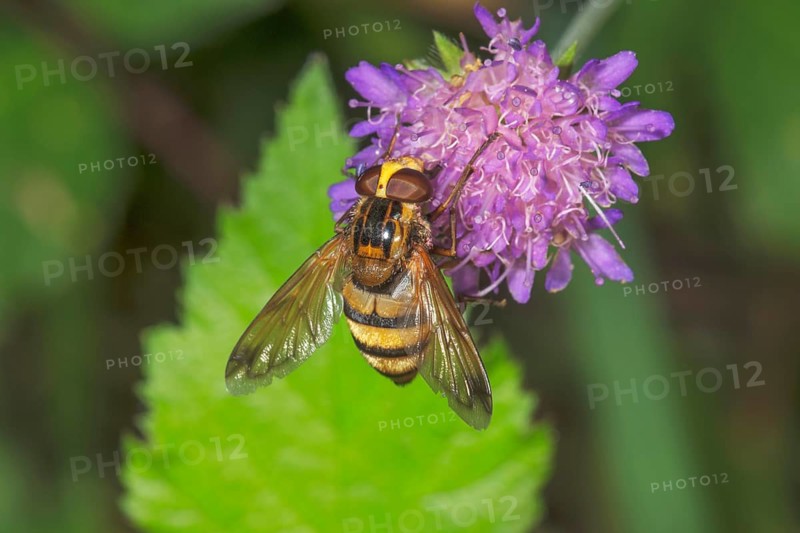 Hornet mimic hoverfly (Volucella inanis) sitting on a flower of a forest widow flower (Knautia dipsacifolia) with green background, Baden-Württemberg, Germany, Europe