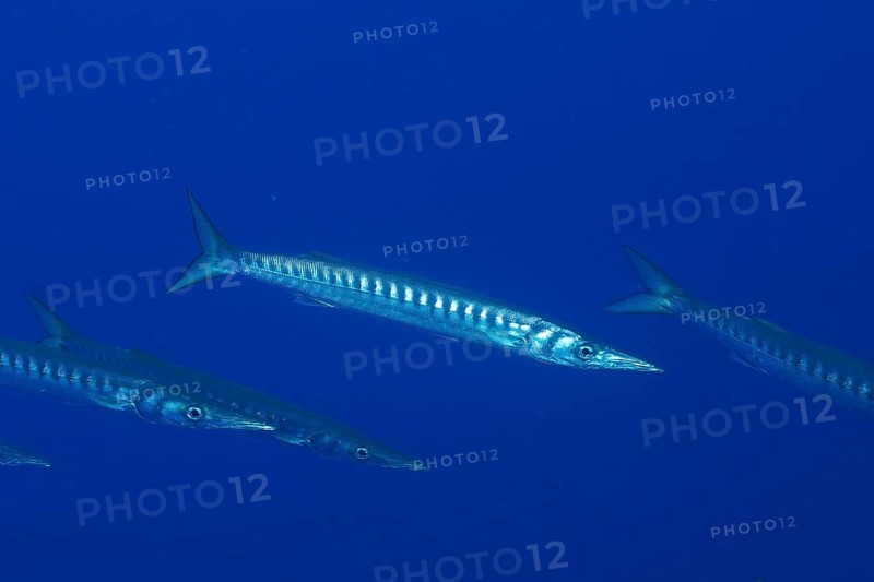 A barracuda (Sphyraena sphyraena) swims with a few others in the ocean. Dive site Giens Peninsula, Provence Alpes Côte d'Azur, France, Europe