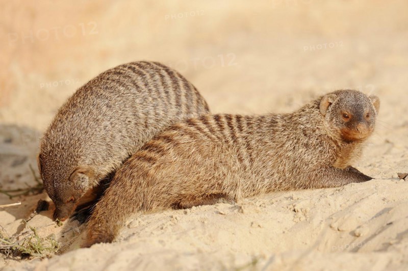 Banded mongoose (Mungos mungo), captive, occurrence in Africa