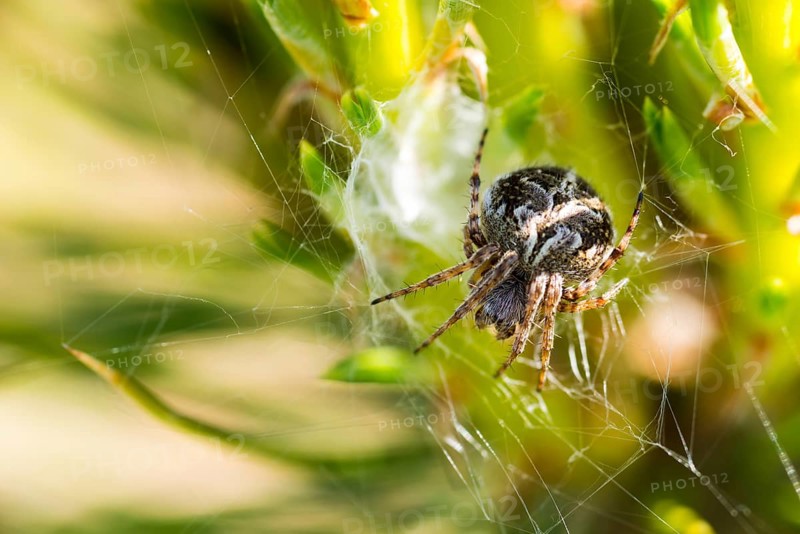 A fat basket spider (Agalenatea redii) crouches between the green vegetation of a meadow in its web above the basket and lies in wait for prey, Lower Saxony, Germany, Europe