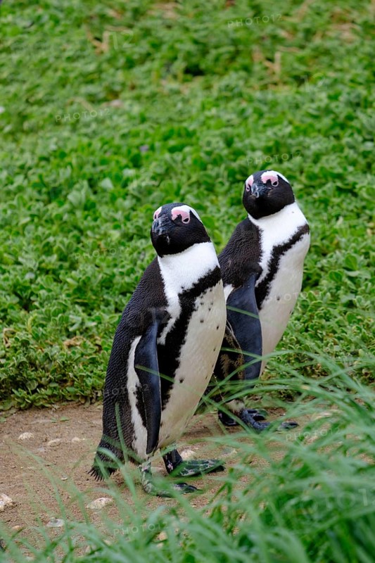 African penguin, penguin, Stony Point Penguin Colony, Bettys Bay, Garden Route, Western Cape, South Africa, Africa