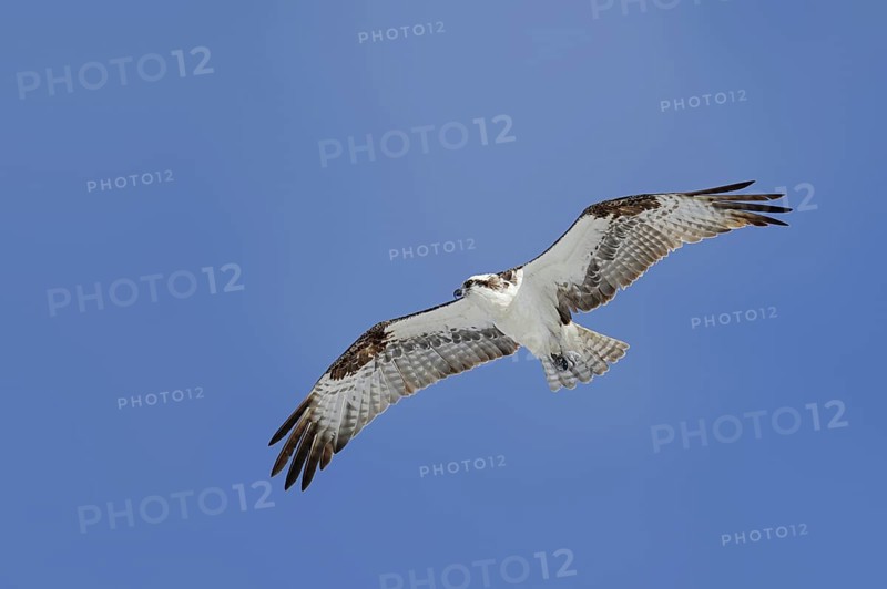 Western osprey (Pandion haliaetus) in flight, Everglades National Park, Florida, USA, North America