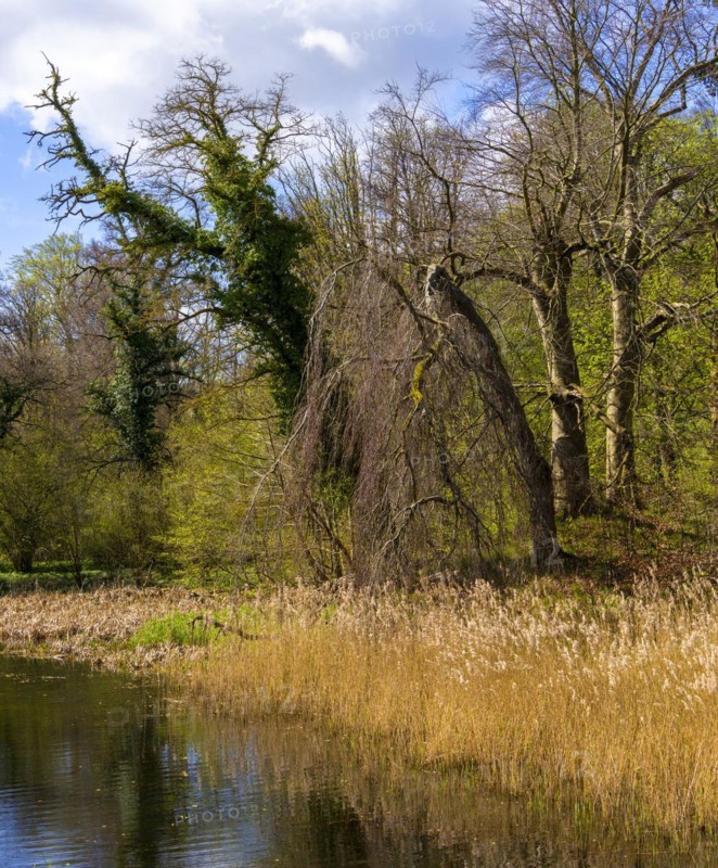 Lowlands on the Bodden on Rügen, Mönchgut peninsula, Mecklenburg-Western Pomerania, Germany, Europe