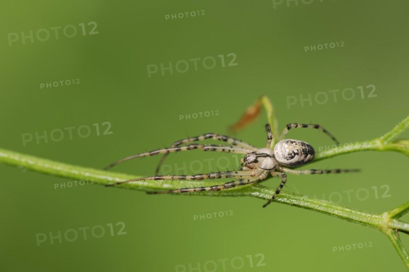 Autumn spider (Metellina segmentata, Meta segmentata), North Rhine-Westphalia, Germany, Europe