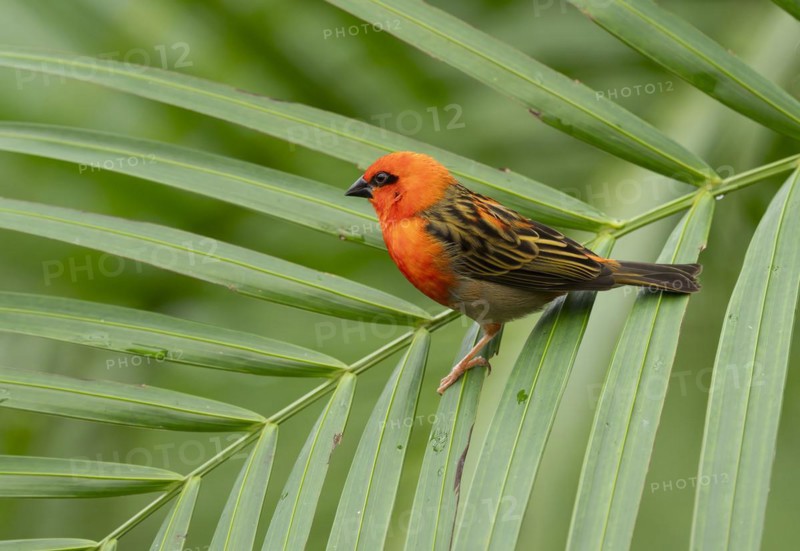 Red fody (Foudia madagascariensis), male, sitting on a palm tree, occurring in Madagascar, captive
