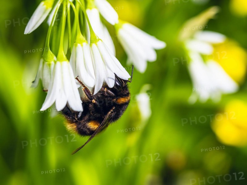 Bumblebee on Three-Cornered Leek, Snowbell, Allium triquetrum in forest at spring time