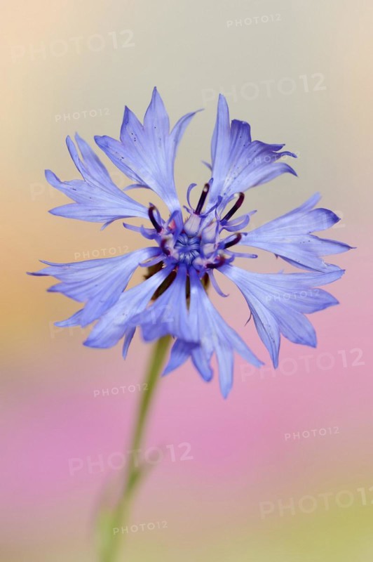 Cornflower (Centaurea cyanus), flower, North Rhine-Westphalia, Germany, Europe