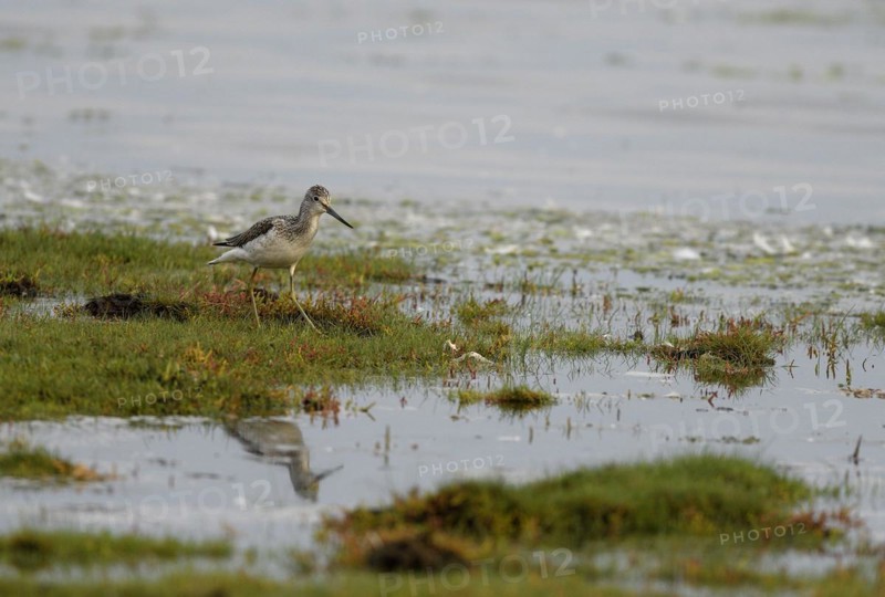 Common greenshank (Tringa nebularia) standing in shallow water, Poel Island, Mecklenburg-Western Pomerania, Germany, Europe
