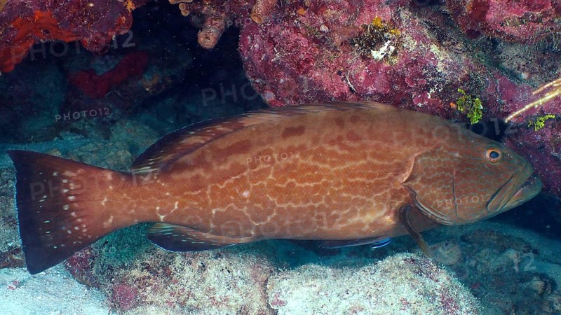 A large Black Grouper (Mycteroperca bonaci) hides in a rocky niche under water. Dive site John Pennekamp Coral Reef State Park, Key Largo, Florida Keys, Florida, USA, North America