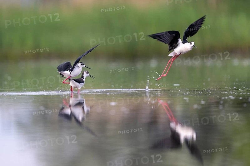 Black-winged Black-winged Stilt (Himantopus himantopus), couple making love in the water, Neusiedler See-Seewinkel National Park, Burgenland, Austria, Europe