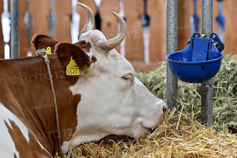 Dairy cow Hinterwälder