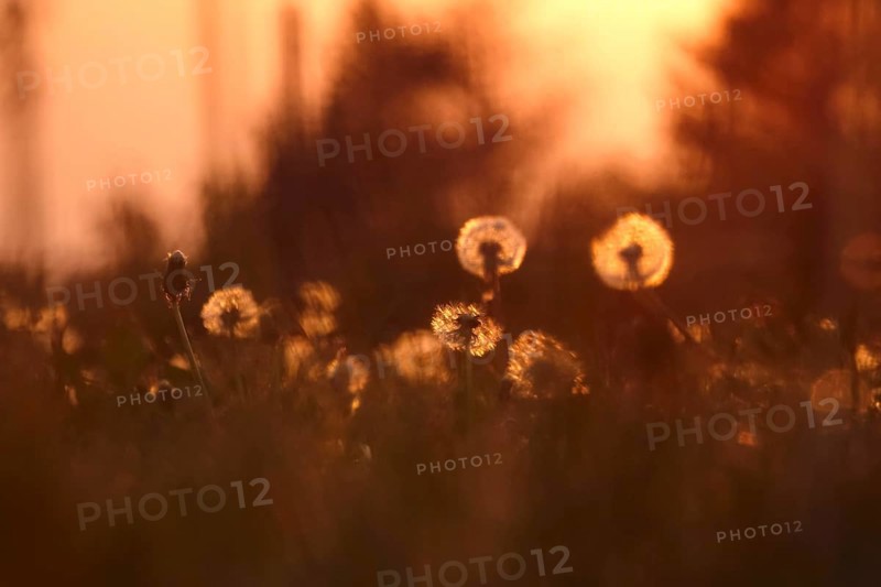 Dandelions in the evening light, May, Germany, Europe