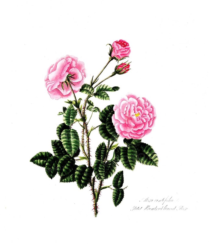 Rosa centifolia8, Rose, Old rose, Rose cultivar, Illustration from 1799, Historical, digitally restored reproduction from a 19th century original, Record date not stated