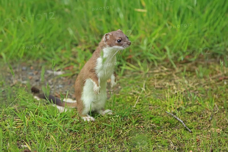 Ermine (Mustela erminea), large weasel