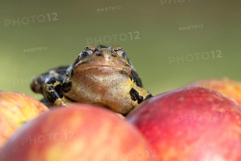 Common frog (Rana temporaria) adult amphibian closing its eyes on a fallen apple fruit on a garden lawn in the summer, England, United Kingdom, Europe