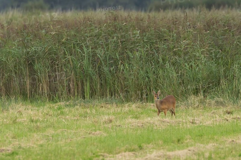 Chinese water deer (Hydropotes inermis) adult animal amongst grass in a marshland, England, United Kingdom, Europe