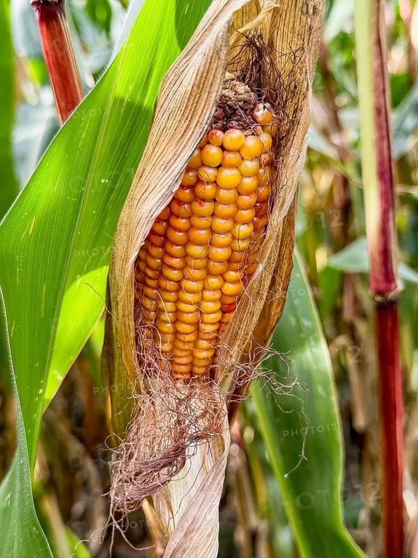 Ripe corn corn cob with visible yellow corn kernels of maize Corn plant (Zea mays), Germany, Europe