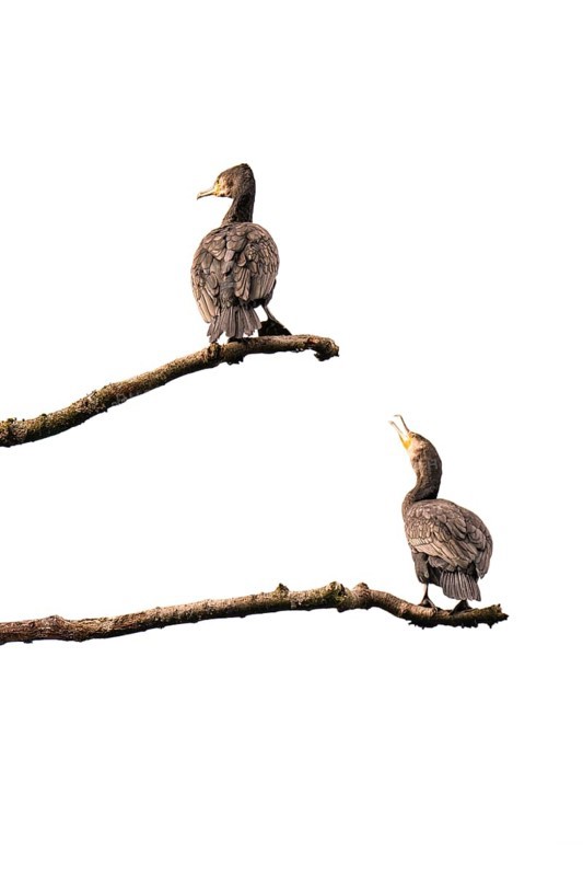 Cormorants (Phalacrocorax carbo), both standing on branches, one below the other, branches protrude horizontally into the picture, symmetrical, the lower one communicates with the cormorant above him, background white, minimalism, Dortmund, North Rhine-Westphalia, Germany, Europe