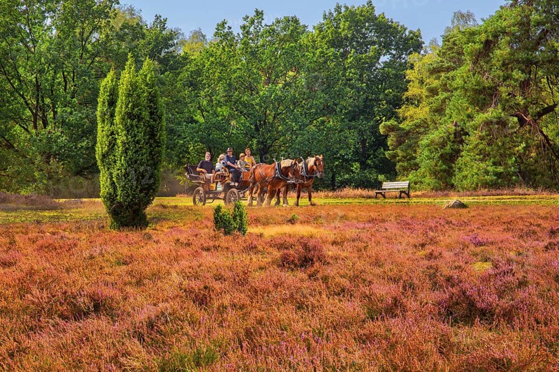 Heath landscape with horse-drawn carriage, Schneverdingen, Lüneburg Heath, Lower Saxony, Germany, Europe