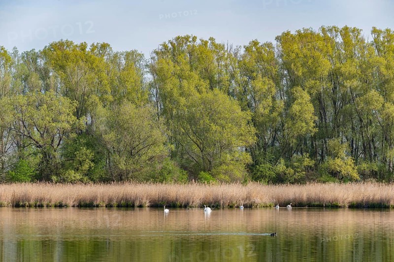 Pond landscape, reeds, reeds (Phragmites australis), willows (Salix) with fresh green leaves, mute swans (Cygnus olor), Thuringia, Germany, Europe