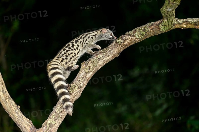 Common genet (Genetta genetta), climbing on a tree wildlife in a forest, Montseny National Park, Catalonia, Spain, Europe