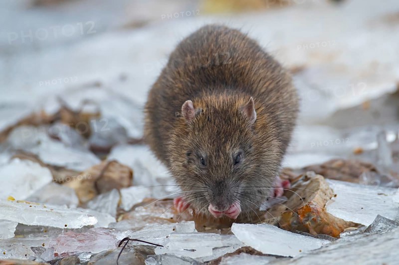 Brown rat (Rattus norvegicus) adult animal feeding on seed on a frozen pond, England, United Kingdom, Europe
