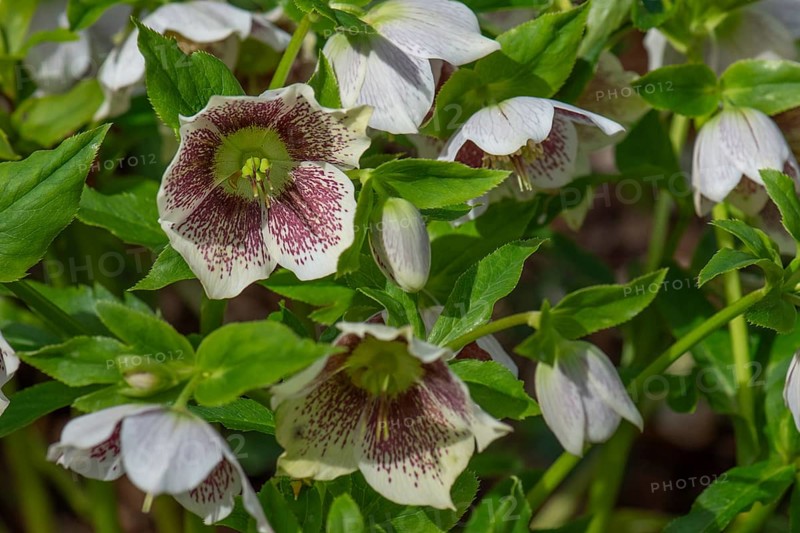 Oriental hellebore (Helleborus orientalis), Bavaria, Germany, Europe