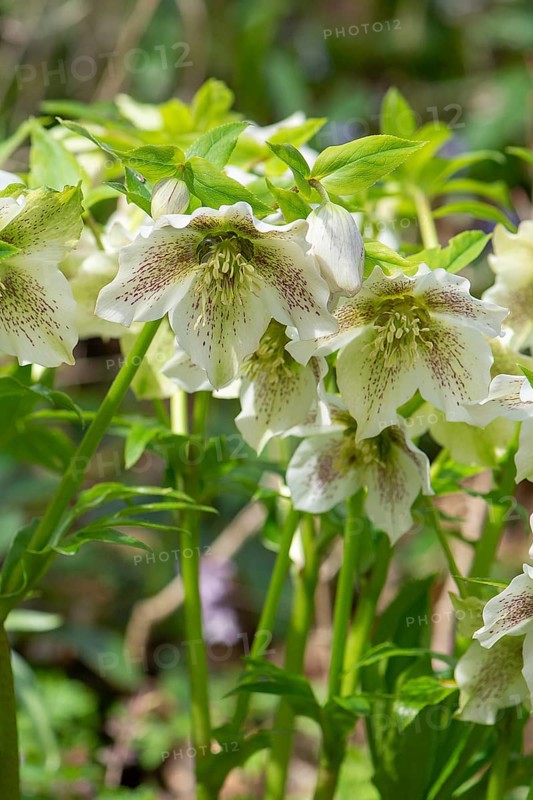 Oriental hellebore (Helleborus orientalis), Bavaria, Germany, Europe