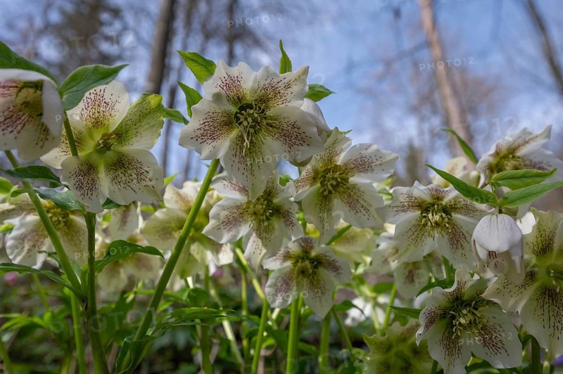 Oriental hellebore (Helleborus orientalis), Bavaria, Germany, Europe