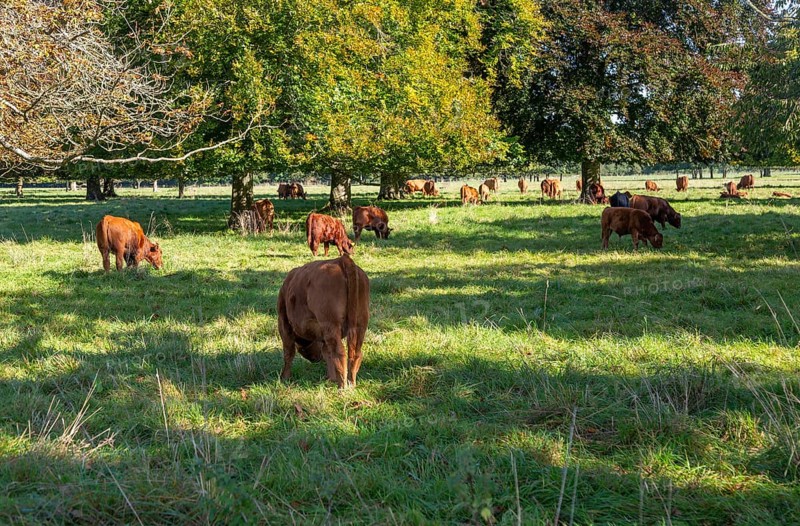 Brown cattle grazing under trees in Fairford Park estate, Fairford, Cotswolds Gloucestershire, England, UK