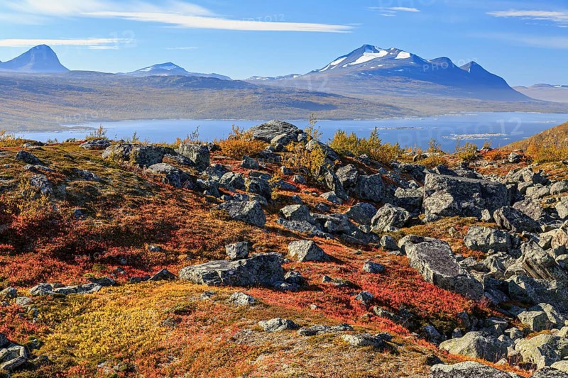 Autumn coloured blueberry bushes, red, sunny, stones, autumn, mountains, Stora Sjöfallet National Park, Kungsleden, view of Akka, Laponia, Lapland, Sweden, Europe