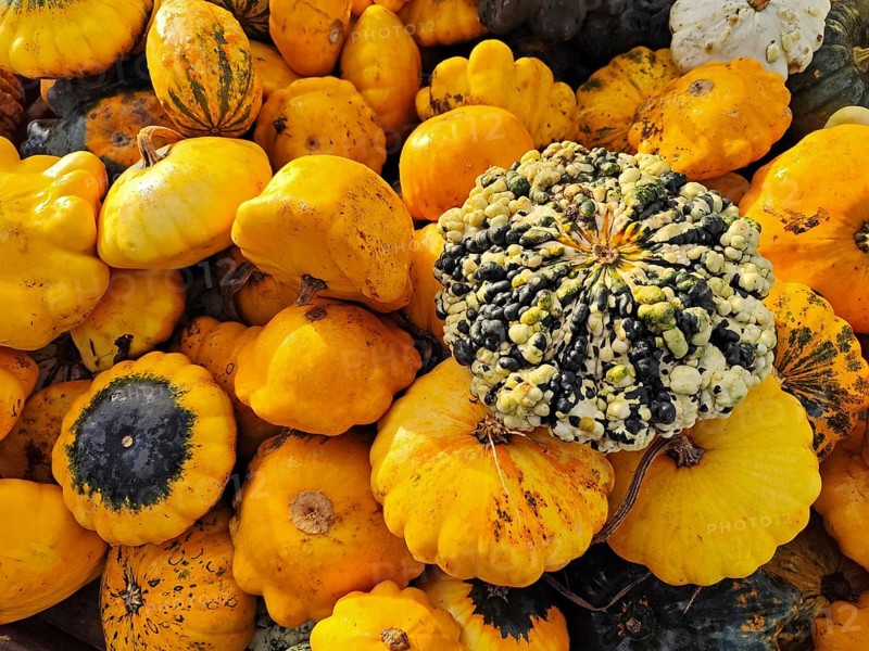 Patisson pumpkins, Lower Saxony, Germany, Europe