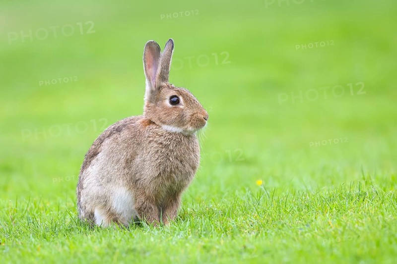 Wild rabbit (Oryctolagus cuniculus), in a meadow, adult, alert, wildlife, mammal, Baltic Sea coast, Fehmarn Island, East Holstein, Schleswig-Holstein, Germany, Europe