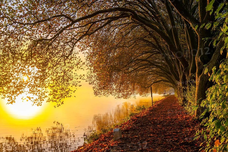 Autumn colours on the Platanen Allee, Hardenberg Ufer, lakeside path on Lake Baldeney, near Haus Scheppen, in Essen, North Rhine-Westphalia, Germany, Europe