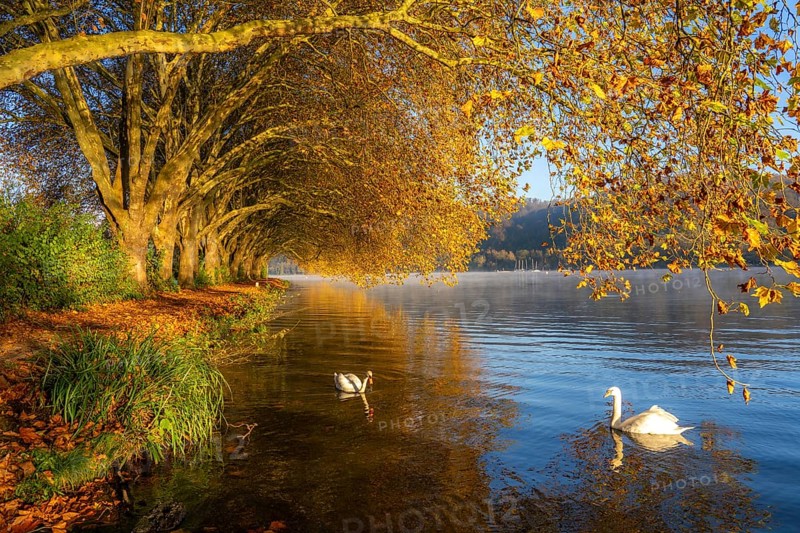 Autumnal colours at the Platanen Allee, Hardenberg Ufer, lakeside path at Lake Baldeney, near Haus Scheppen, swans, in Essen, North Rhine-Westphalia, Germany, Europe
